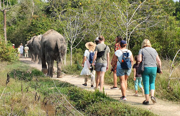 Kulen Elephant Forest by Private Tour