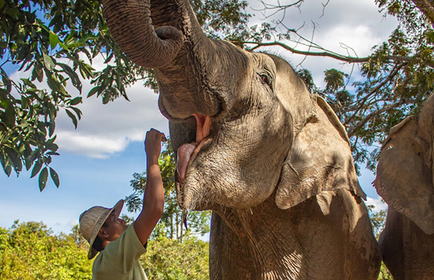 Kulen Elephant Forest by Private Tour