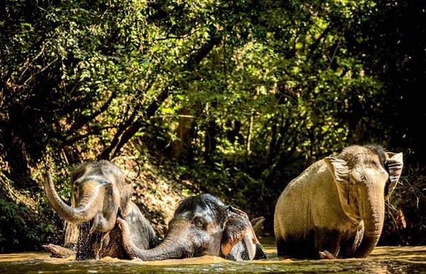 Kulen Elephant Forest by Private Tour