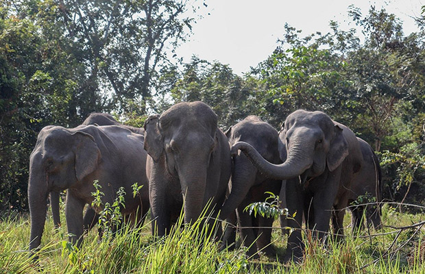 Kulen Elephant Forest by Private Tour