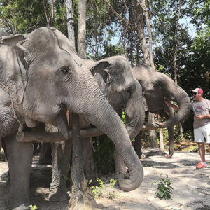 Kulen Elephant Forest by Private Tour