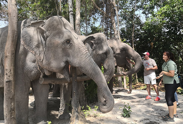 Kulen Elephant Forest by Private Tour