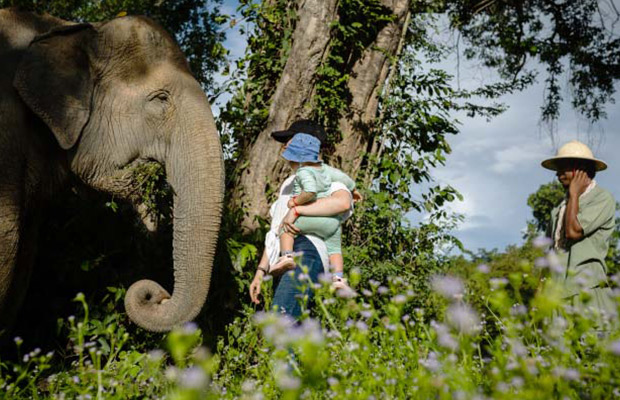 Kulen Elephant Forest