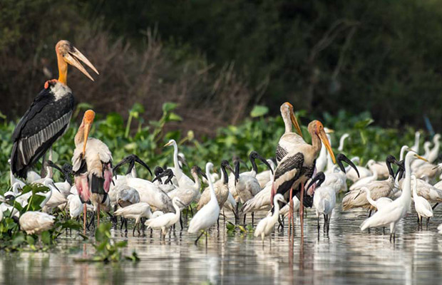 Prek Toal Bird Sanctuary