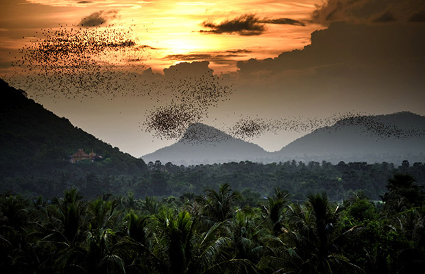 Bamboo Train, Killing Cave, Bat Cave & Sunset Tour in Battambang