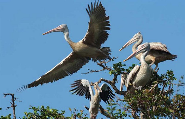 Boeng Peariang Bird Watch Sanctuary Day Trip in Siem Reap