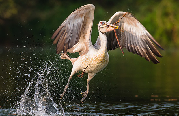 Boeng Peariang Bird Watch Sanctuary Day Trip in Siem Reap