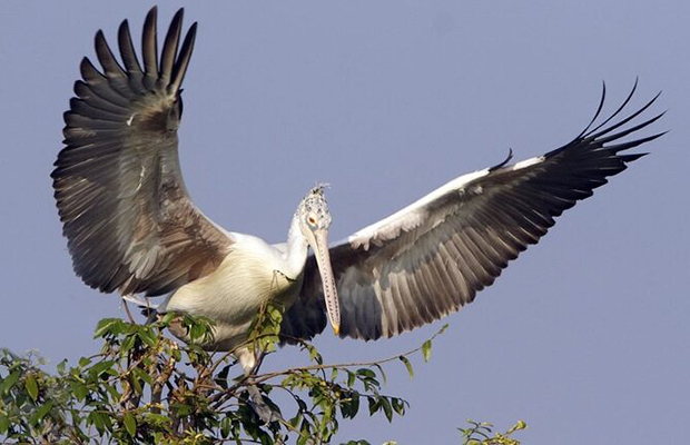 Boeng Peariang Bird Watch Sanctuary Day Trip in Siem Reap