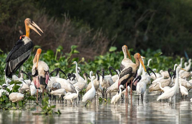 Boeng Peariang Bird Watch Sanctuary Day Trip in Siem Reap