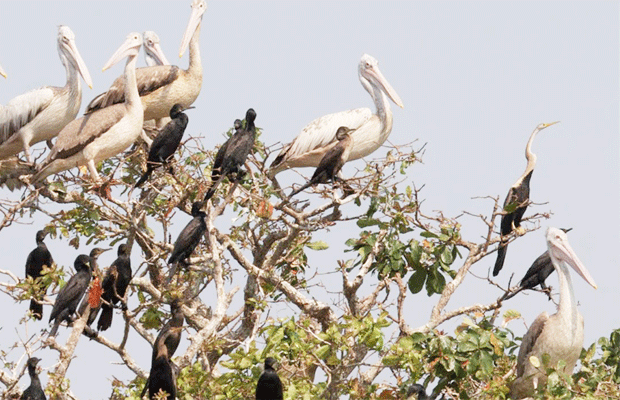 Boeng Peariang Bird Watch Sanctuary Day Trip in Siem Reap