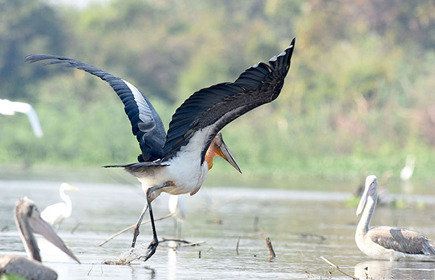 Boeng Peariang Bird Watch Sanctuary Day Trip in Siem Reap