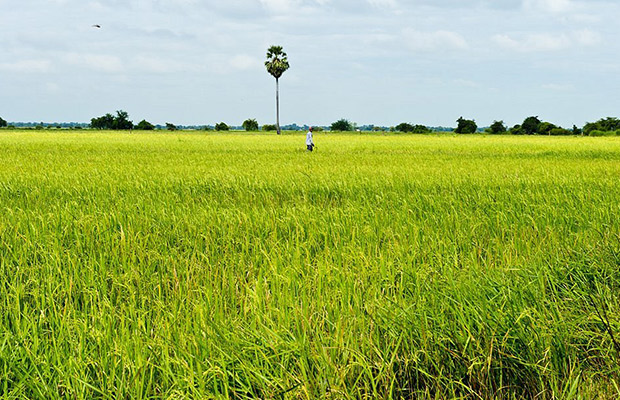 Cycling around Battambang's Village & Countryside with Local Dinner