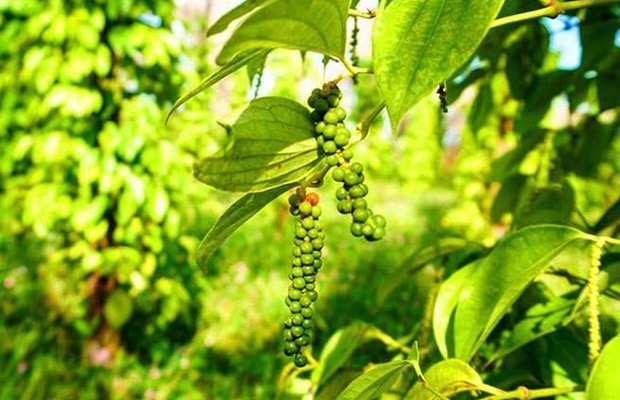 Half-Day Trip to Kampot Countryside side & pepper farm