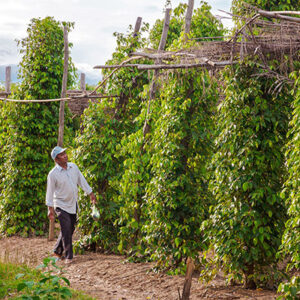 Half-Day Trip to Kampot Countryside side & pepper farm